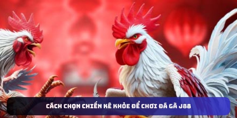 Cách chọn chiến kê khỏe để chơi đá gà J88