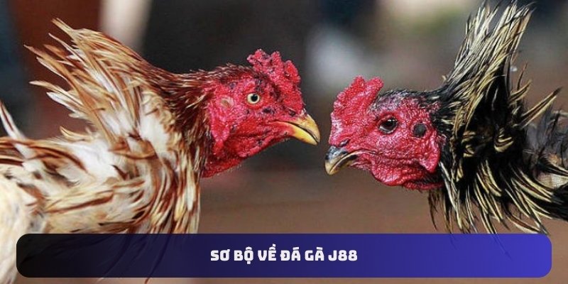 Sơ bộ về đá gà J88