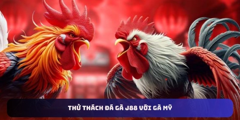 Cần hiểu chắc quy tắc đấu đá gà J88