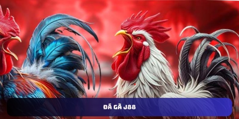 Thử thách đá gà J88 với gà Mỹ
